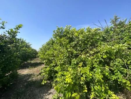 15 000 M2 Lemon Garden For Sale In Dalyan Eskiköy