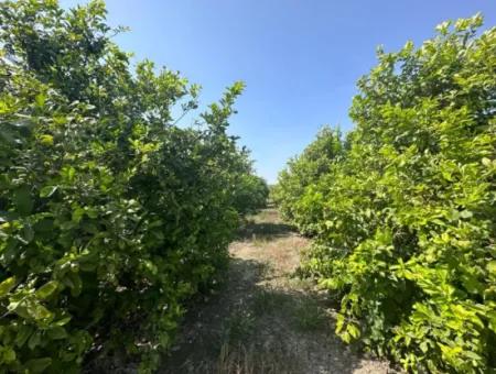 15 000 M2 Lemon Garden For Sale In Dalyan Eskiköy