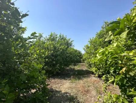 15 000 M2 Lemon Orchard For Sale In Eskiköy, Dalyan