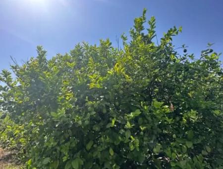 15 000 M2 Lemon Garden For Sale In Dalyan Eskiköy