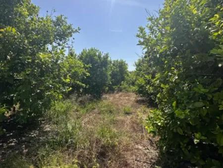 15 000 M2 Lemon Garden For Sale In Dalyan Eskiköy