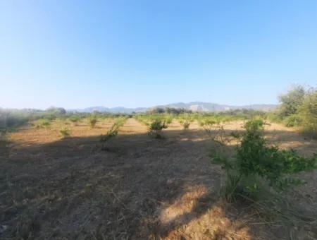 5000 M2 Citrus Orchard For Sale In Ortaca Dikmekavak