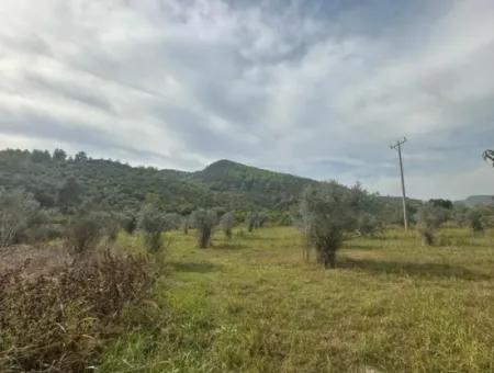 1644 M2, 250 M2 Construction Permit Land For Sale In Ortaca Fevziye