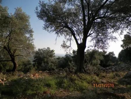 Fevziye Land For Sale With Sea View