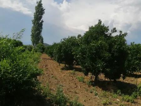 Farm For Sale In Köyceğiz Beyoba Bargain