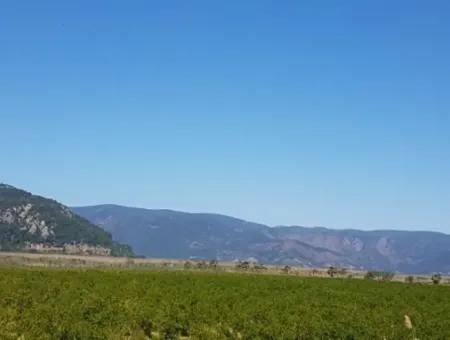 Garden Of Pomegranates For Sale In Dalyan