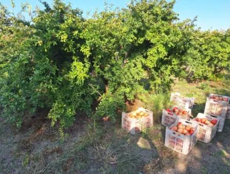 Pomegranate Field With 9831 M2 Share In Ortaca Mergenlide For Sale