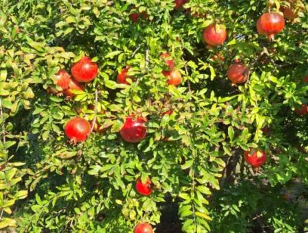 Pomegranate Field With 9831 M2 Share In Ortaca Mergenlide For Sale