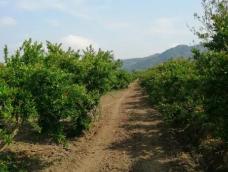 42 Acres Of Pomegranate Field For Sale In Ortaca Eskiköy