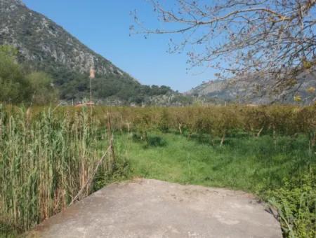 7989 M2 Pomegranate Field For Sale In Ortaca Mergenlide