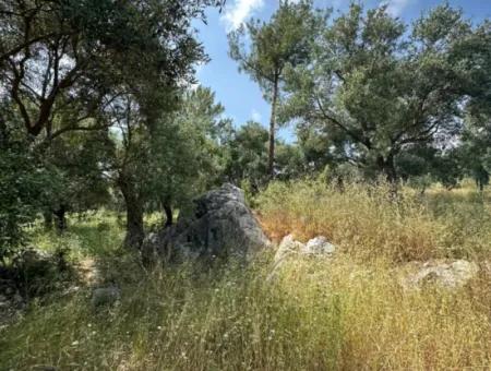 5 800 M2 Bargain Olive Grove With Sea View For Sale In Muğla Ortaca Fevziye