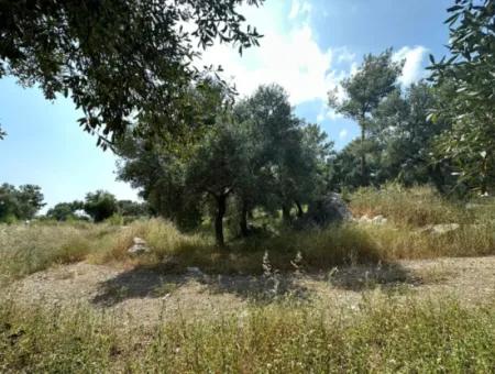 5 800 M2 Bargain Olive Grove With Sea View For Sale In Muğla Ortaca Fevziye