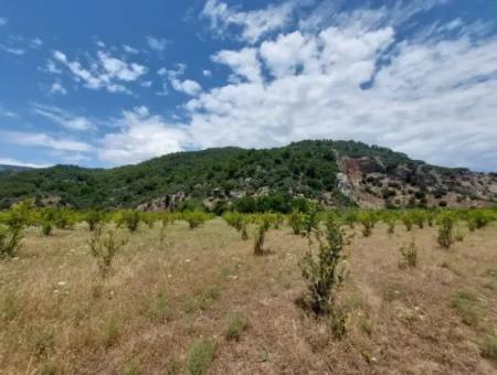 Köyceğiz Çandırda Detached Title Deed 33.800 M2 Field For Sale