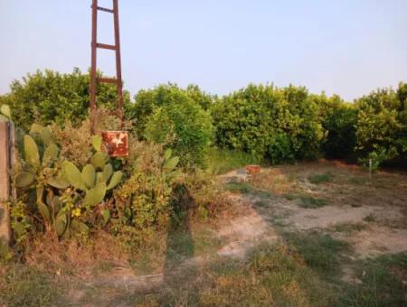 4.000 M2 Lemon Garden For Sale In Ortaca Fevziye