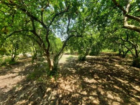 Muğla Dalyanda Mountain Zero, Waterside 10 500 M2 Pomegranate Garden For Sale