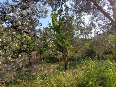 1.000 M2 Land For Sale In Ortaca Archers