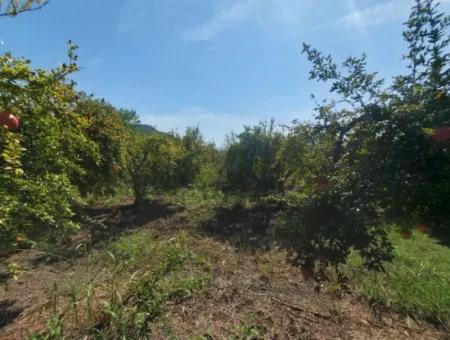 Muğla Dalyanda 5700 M2 Well-Kept Bargain Pomegranate Garden For Sale