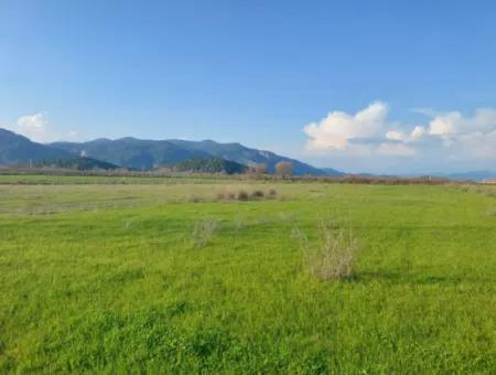 19.000 M2 Kepir Fertile Land Suitable For Investment In Ortaca Güzelyurt For Sale