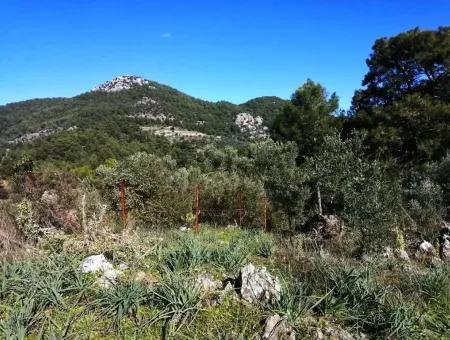 Mugla Ortaca Gokbel Bargain Olive Grove For Sale