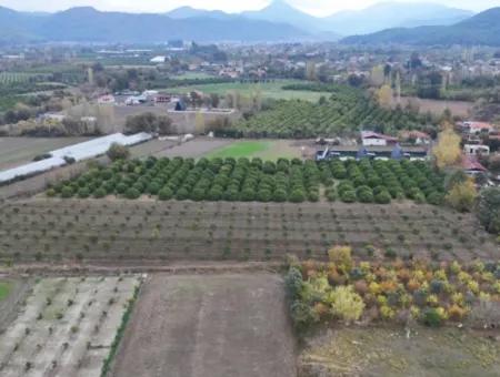 9750 M2 Land For Sale In Ortaca Okçular Zoning Plan Suitable For Investment