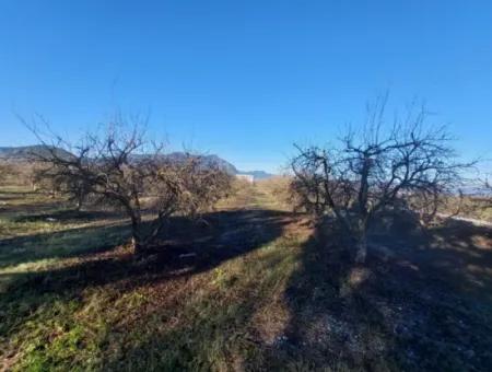 9.000 M2 Pomegranate Garden For Sale In Muğla Ortaca Eskiköy