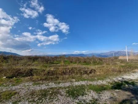 24.800 M2 Investment And Pomegranate Garden Suitable For Agricultural Loan For Sale In Ortaca Tepearası