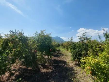 6 250 M2 Well-Kept Bargain Pomegranate Garden For Sale In Dalyan, Muğla