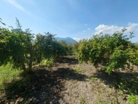 6 250 M2 Well-Kept Bargain Pomegranate Garden For Sale In Dalyan, Muğla