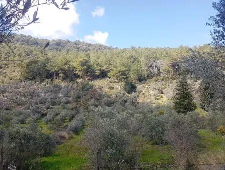 Land For Sale In Dalaman Honor Kircagedire