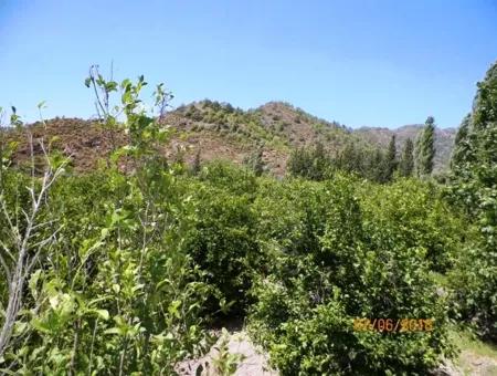 Lemon Garden For Sale In Dalaman Muğla Native Tasliburun 5 330 M2