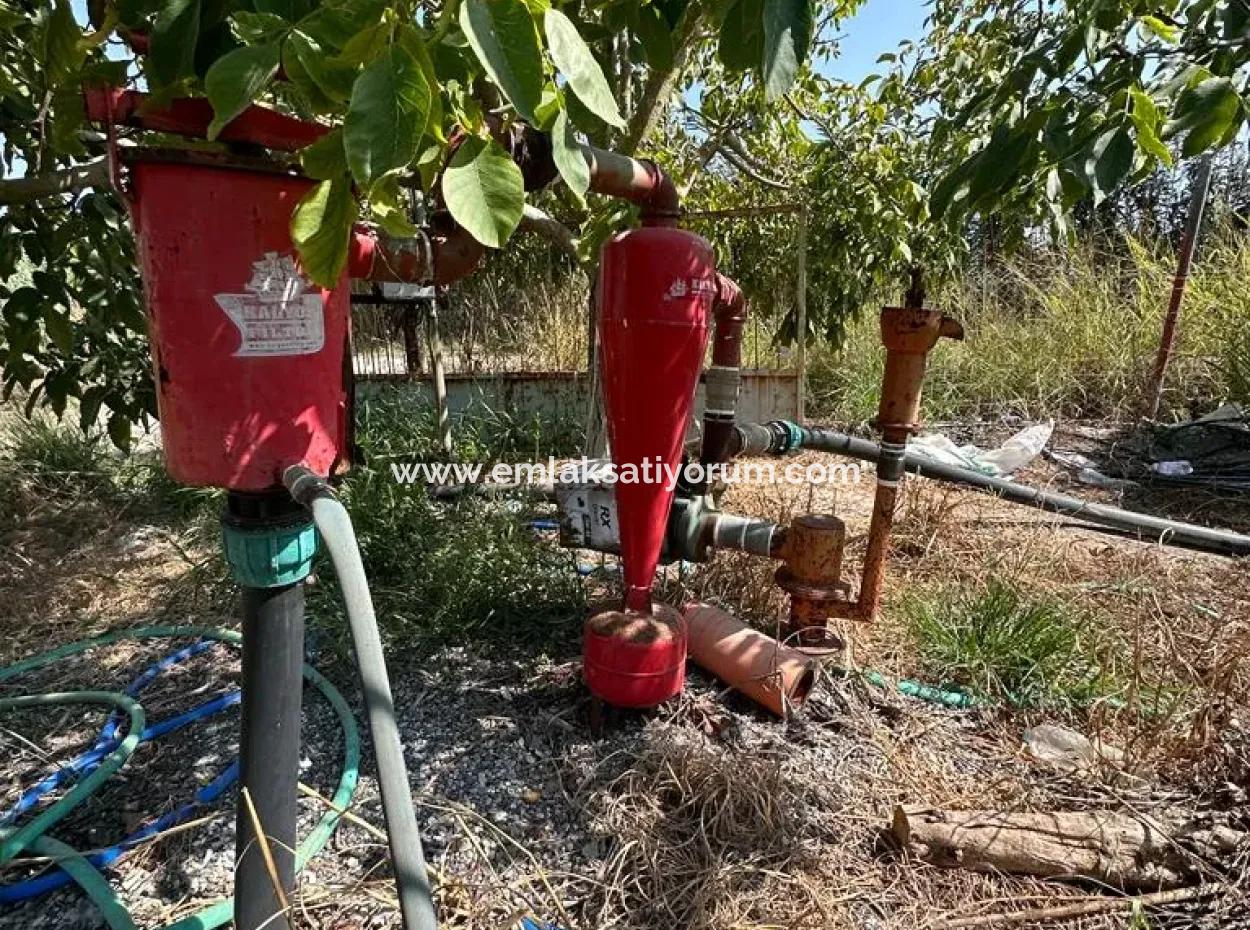 Dalyan Eskiköy De 15 000 M2 Limon Bahçesi Satılık