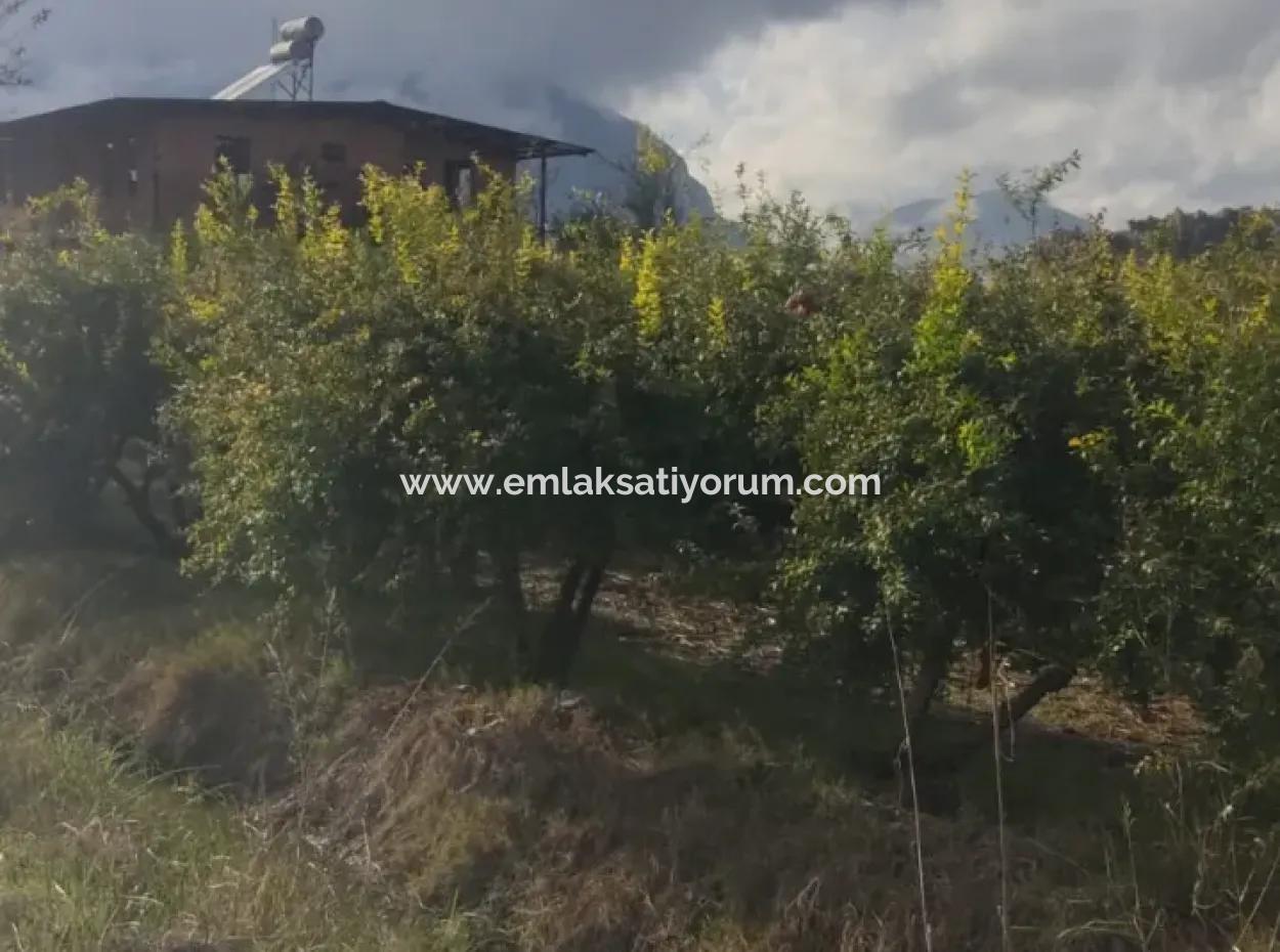 Muğla Ortaca Eskiköyde 7833 M2 Müstakil Tarla Satılık