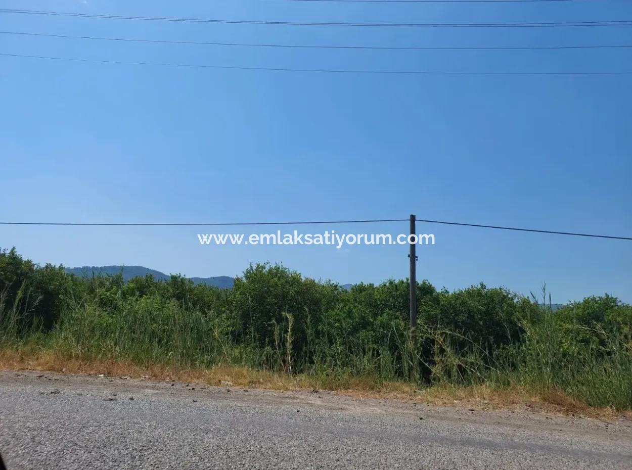 Muğla Ortaca Ekşiliyurtta Yola Sıfır 7. 000 M2 Limon Bahçesi Satılık