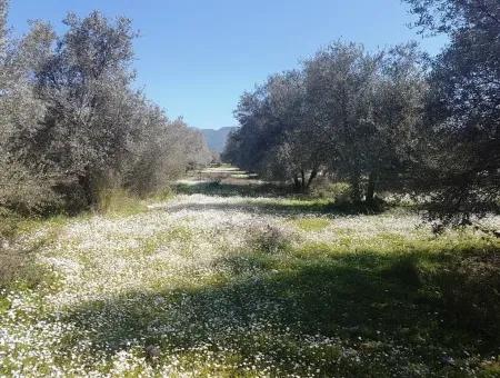 Köyceğiz Zeytinalanında Göl Manzaralı Satılık Arazi