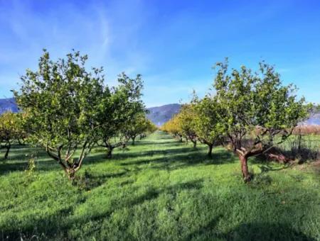 Ortaca Dalaklıda Satılık 10 000 M2 Müstakil Limon Bahçesi