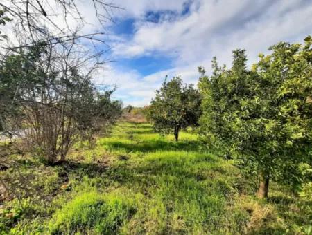 Ortaca Yerbelende Satılık Yan Yana 2 Parsel İmarlı Arsa