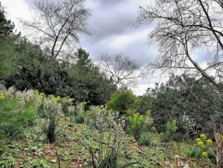 Dalyan Gökbelde Doğa İçinde Satılık 13,100 M2 Tarla