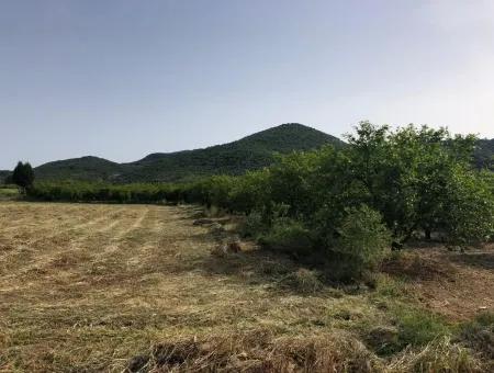 Ortaca Fevziye De 2000 M2 Kelepir Tarla Satılık