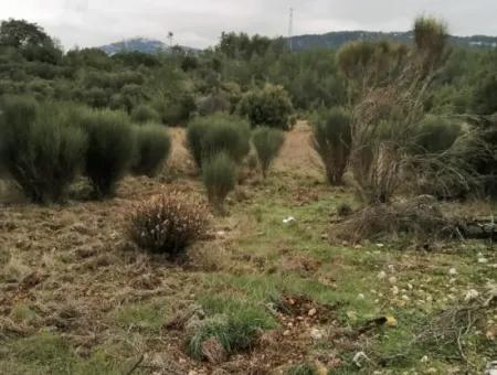 Muğla Dalaman Gürleyikte Satılık 30949 M2 Verimli Tarla