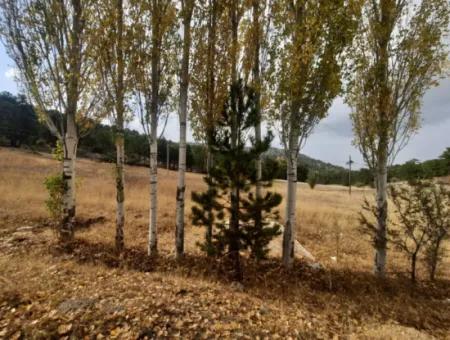 Çameli Cumaalanında  Kiralık 6 230 M2 Verimli Arazi