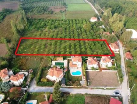 Muğla Ortaca Marmarlıda 4.000 M2  Limon Bahçesi 5 Yıllık Kiralık