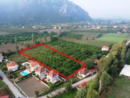 Muğla Ortaca Marmarlıda 4.000 M2  Limon Bahçesi 5 Yıllık Kiralık