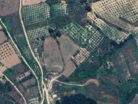 Muğla Menteşe Kafaca Da 6350 M2 Tarla Satılık