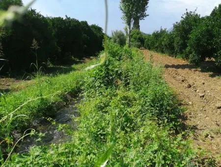 Köyceğiz Beyobasında Satılık Kelepir Tarla