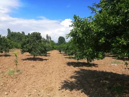 Köyceğiz Beyobasında Satılık Kelepir Tarla