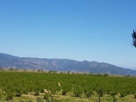 Dalyan Da Satılık Nar Bahçesi