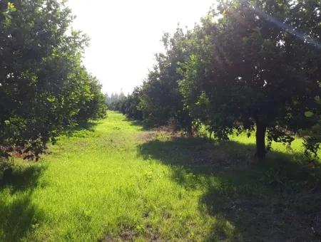 Tepearasında Satılık Kelepir Portakal Bahçesi