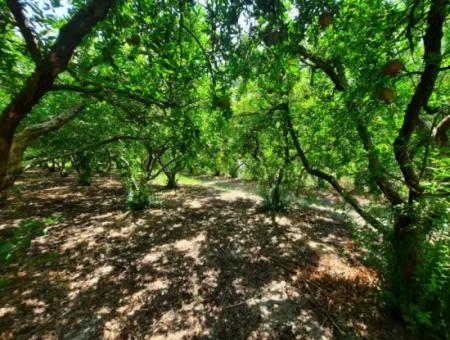 Muğla Dalyanda Dağ Sıfır, Su Kenarı 10 500 M2 Nar Bahçesi Satılık