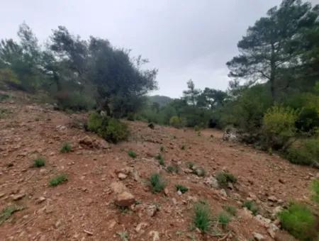 Muğla Dalyan Gökbelde Doğa İçinde 24.000 M2 Müstakil Arazi Satılık