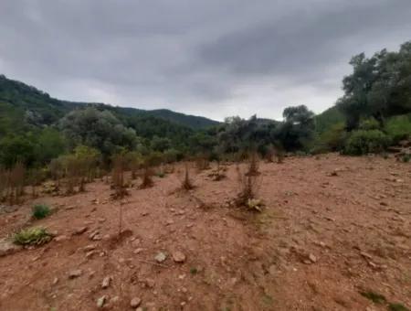 Muğla Dalyan Gökbelde Doğa İçinde 24.000 M2 Müstakil Arazi Satılık